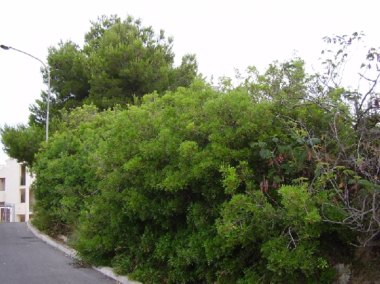 2909_1.jpg